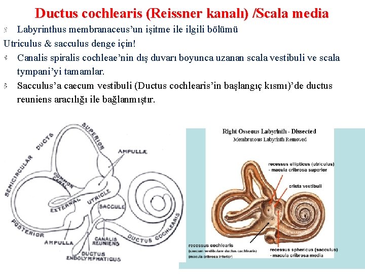 Ductus cochlearis (Reissner kanalı) /Scala media Labyrinthus membranaceus’un işitme ilgili bölümü Utriculus & sacculus