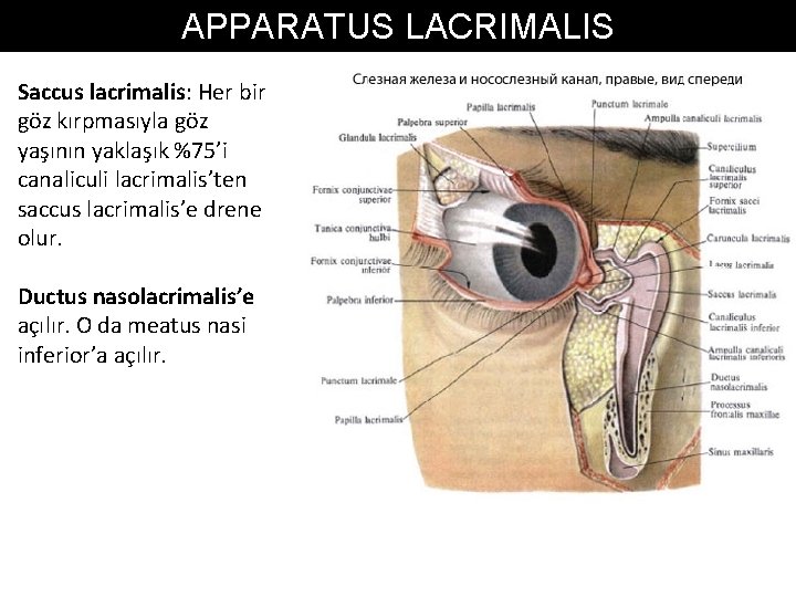 APPARATUS LACRIMALIS Saccus lacrimalis: Her bir göz kırpmasıyla göz yaşının yaklaşık %75’i canaliculi lacrimalis’ten APPARATUS LACRIMALIS Saccus lacrimalis: Her bir göz kırpmasıyla göz yaşının yaklaşık %75’i canaliculi lacrimalis’ten