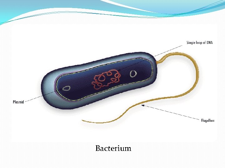 Bacterium 