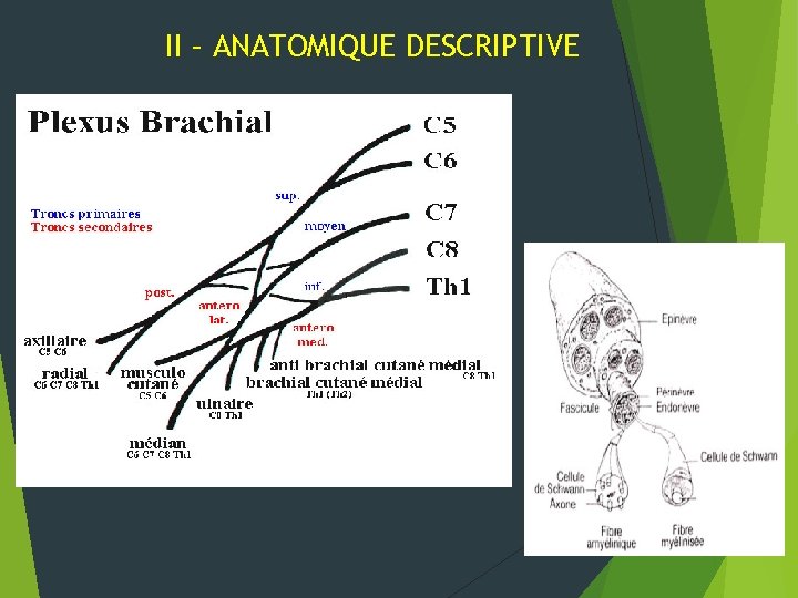 II – ANATOMIQUE DESCRIPTIVE 