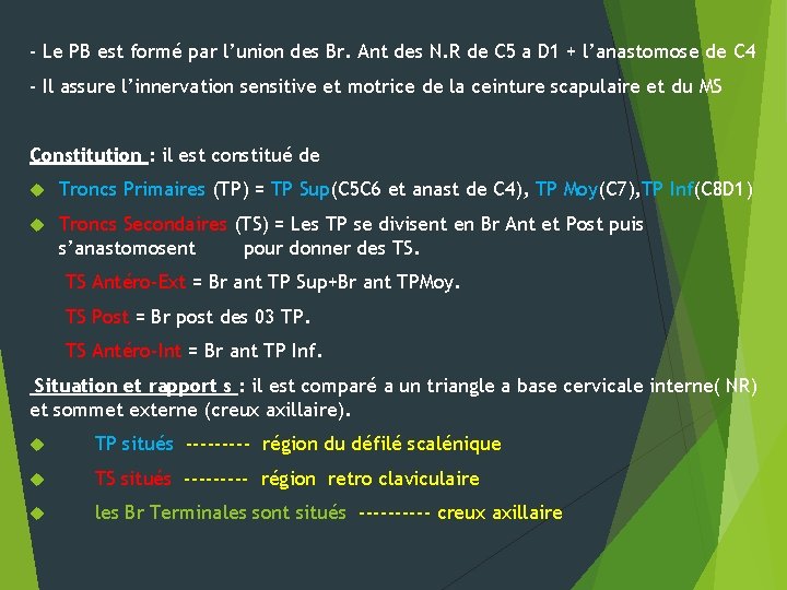 - Le PB est formé par l’union des Br. Ant des N. R de