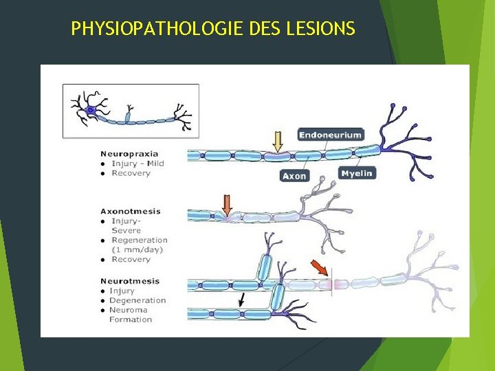 PHYSIOPATHOLOGIE DES LESIONS 
