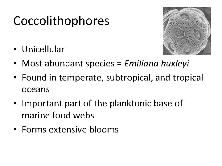 Coccolithophores • Unicellular • Most abundant species = Emiliana huxleyi • Found in temperate,