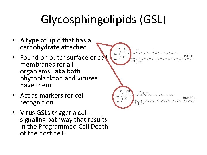 Glycosphingolipids (GSL) • A type of lipid that has a carbohydrate attached. • Found
