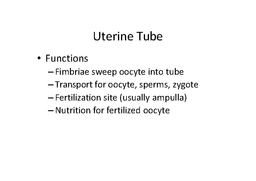 Uterine Tube • Functions – Fimbriae sweep oocyte into tube – Transport for oocyte,