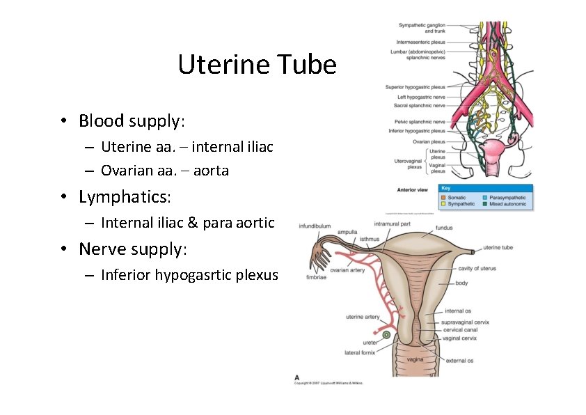 Uterine Tube • Blood supply: – Uterine aa. – internal iliac – Ovarian aa.