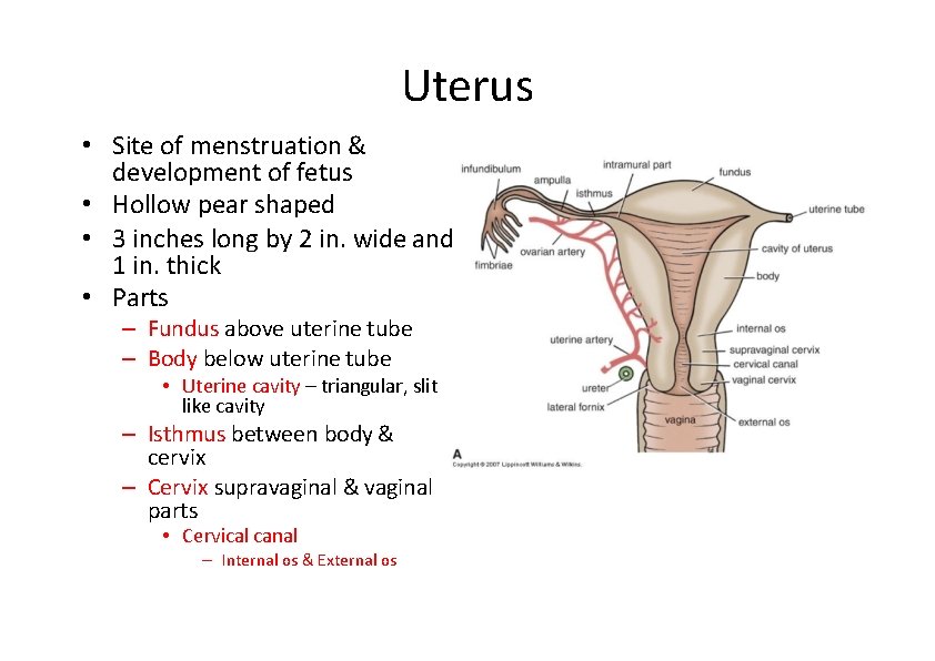 Uterus • Site of menstruation & development of fetus • Hollow pear shaped •