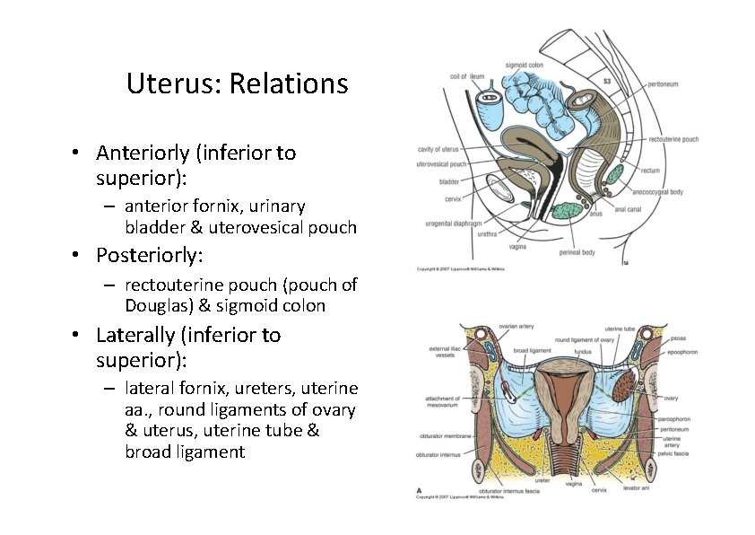 Uterus: Relations • Anteriorly (inferior to superior): – anterior fornix, urinary bladder & uterovesical