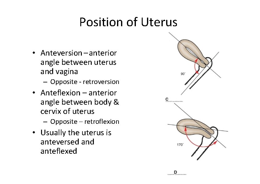 Position of Uterus • Anteversion – anterior angle between uterus and vagina – Opposite