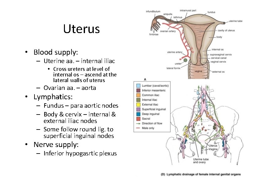 Uterus • Blood supply: – Uterine aa. – internal iliac • Cross ureters at