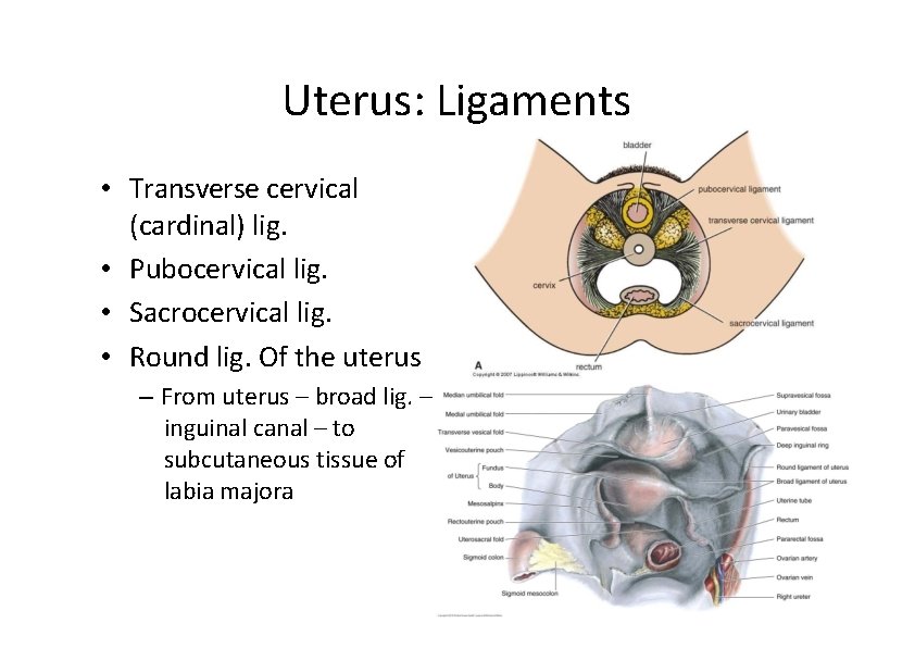 Uterus: Ligaments • Transverse cervical (cardinal) lig. • Pubocervical lig. • Sacrocervical lig. •