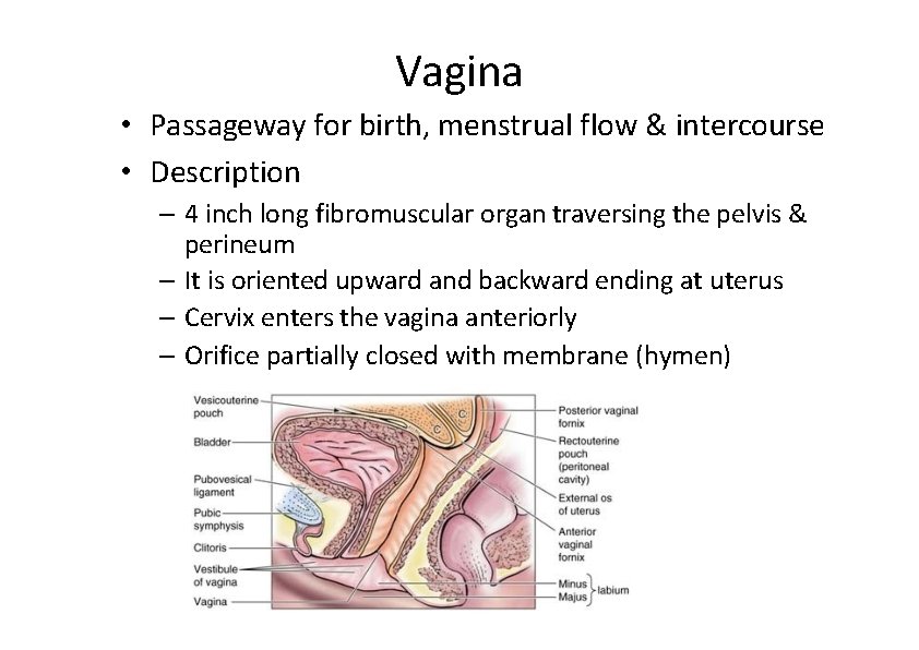 Vagina • Passageway for birth, menstrual flow & intercourse • Description – 4 inch