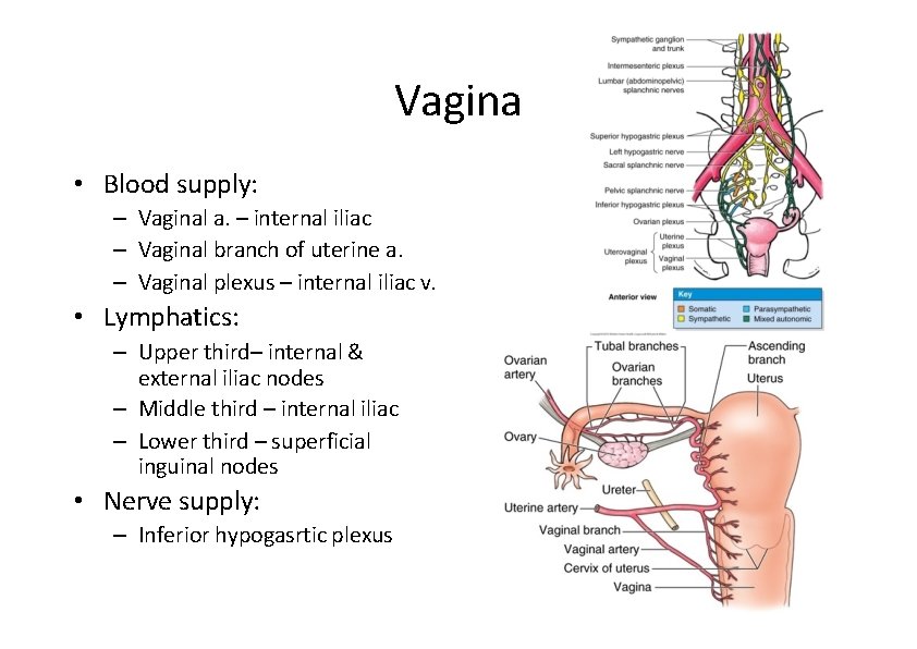 Vagina • Blood supply: – Vaginal a. – internal iliac – Vaginal branch of