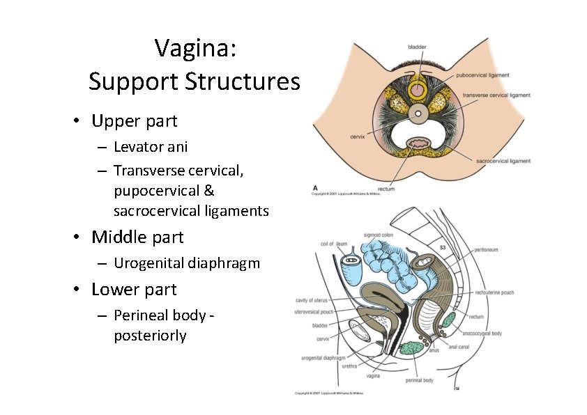 Vagina: Support Structures • Upper part – Levator ani – Transverse cervical, pupocervical &