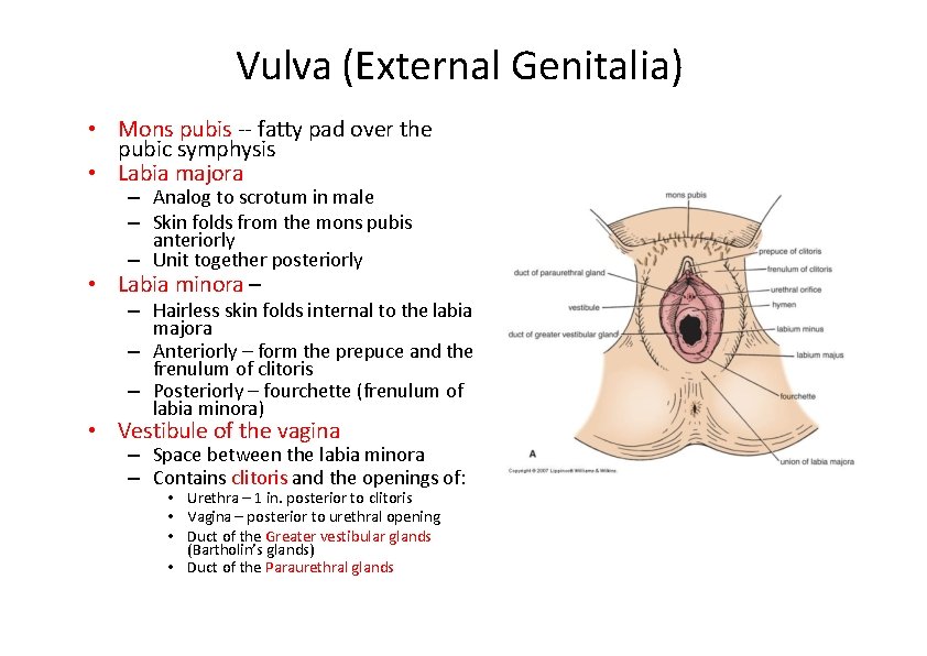 Vulva (External Genitalia) • Mons pubis ‐‐ fatty pad over the pubic symphysis •