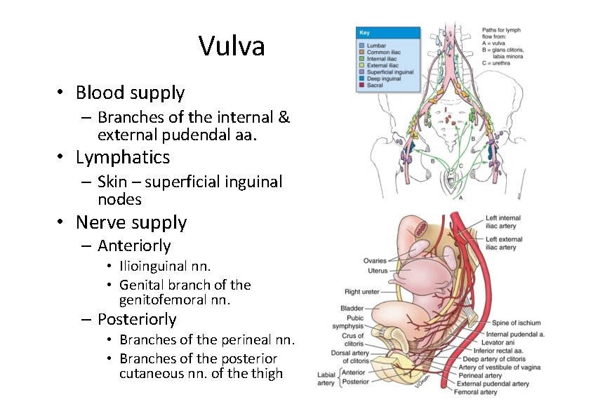 Vulva • Blood supply – Branches of the internal & external pudendal aa. •
