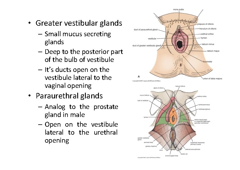  • Greater vestibular glands – Small mucus secreting glands – Deep to the