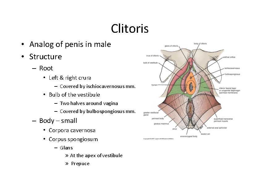 Clitoris • Analog of penis in male • Structure – Root • Left &