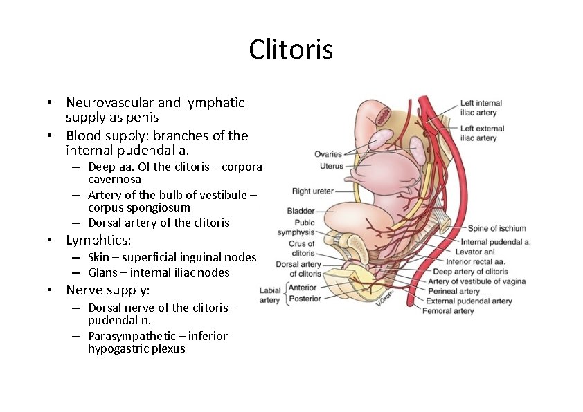 Clitoris • Neurovascular and lymphatic supply as penis • Blood supply: branches of the