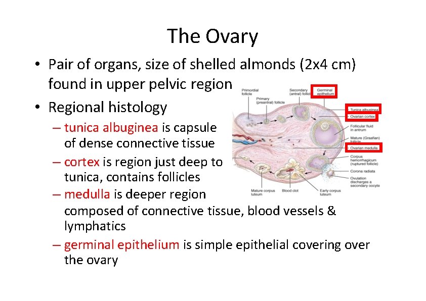The Ovary • Pair of organs, size of shelled almonds (2 x 4 cm)