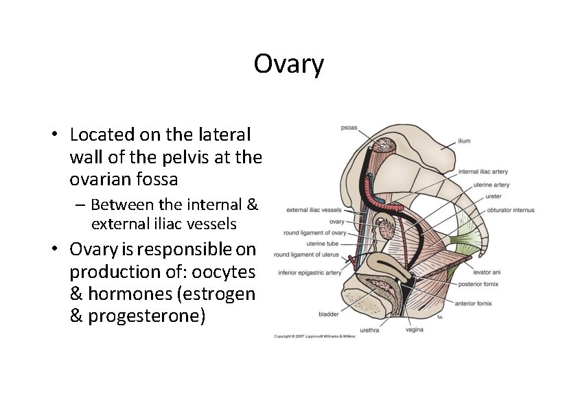 Ovary • Located on the lateral wall of the pelvis at the ovarian fossa