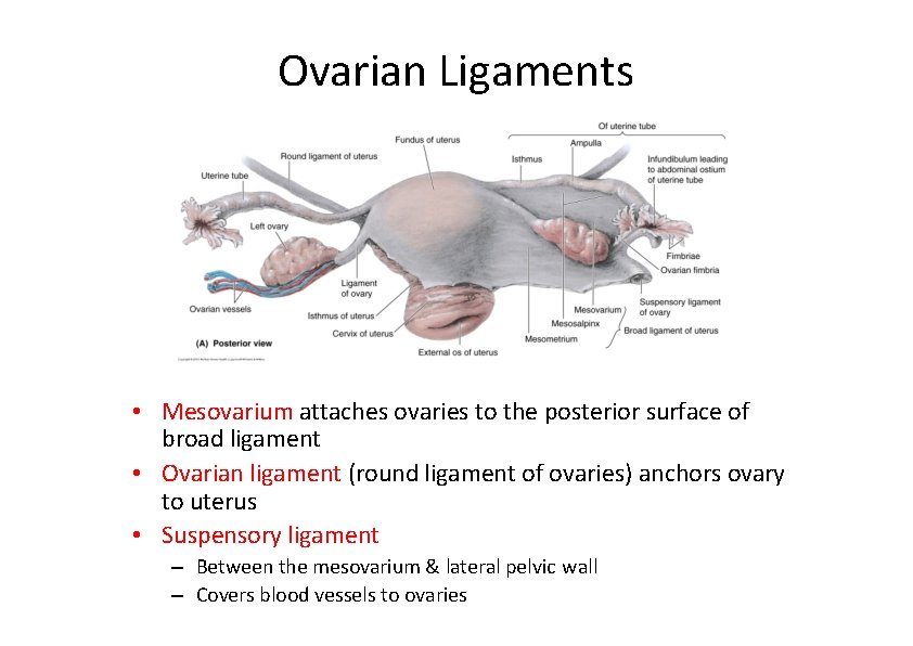 Ovarian Ligaments • Mesovarium attaches ovaries to the posterior surface of broad ligament •