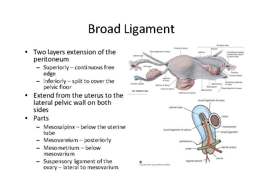 Broad Ligament • Two layers extension of the peritoneum – Superiorly – continuous free