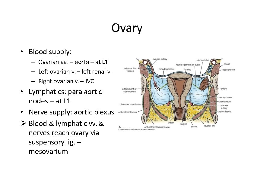 Ovary • Blood supply: – Ovarian aa. – aorta – at L 1 –