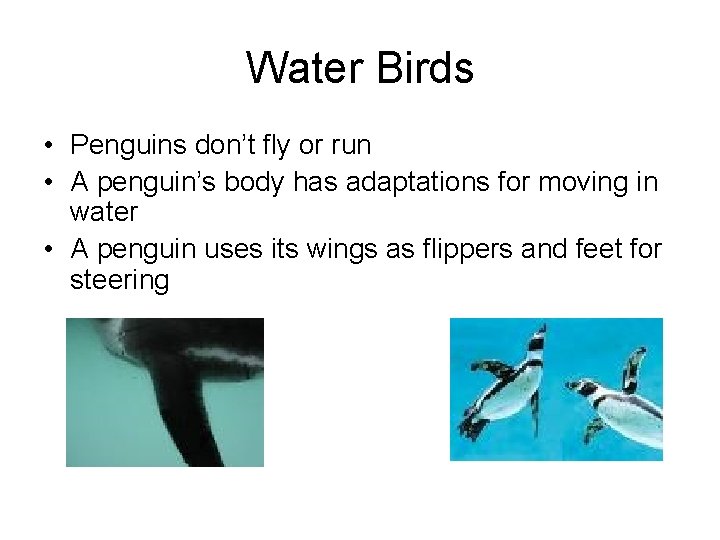 Water Birds • Penguins don’t fly or run • A penguin’s body has adaptations