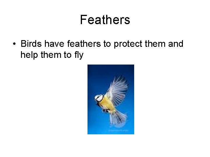 Feathers • Birds have feathers to protect them and help them to fly 
