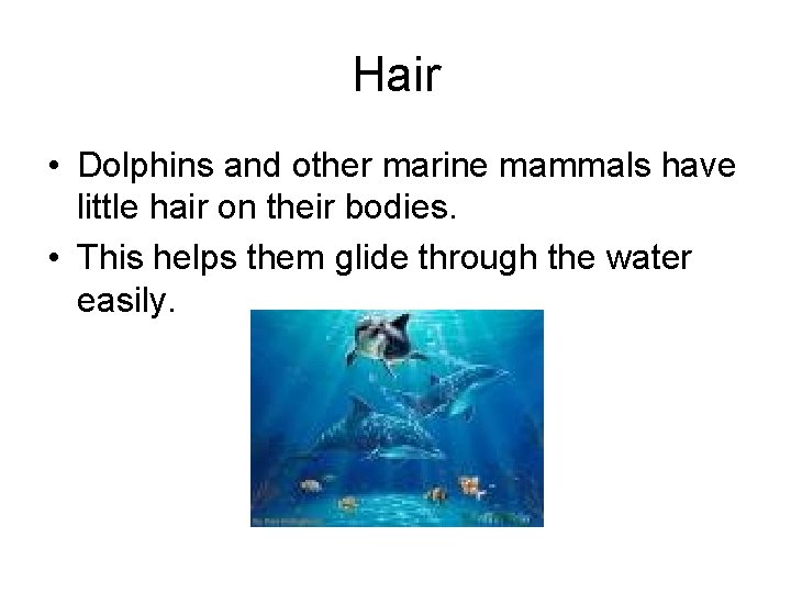 Hair • Dolphins and other marine mammals have little hair on their bodies. •