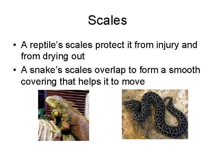 Scales • A reptile’s scales protect it from injury and from drying out •