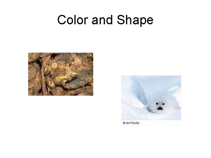 Color and Shape 