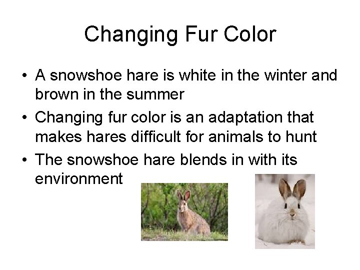Changing Fur Color • A snowshoe hare is white in the winter and brown