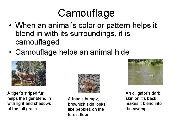 Camouflage • When an animal’s color or pattern helps it blend in with its