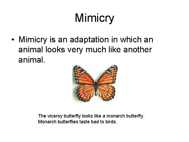 Mimicry • Mimicry is an adaptation in which an animal looks very much like