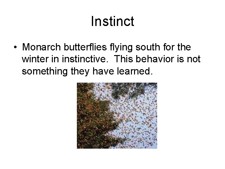 Instinct • Monarch butterflies flying south for the winter in instinctive. This behavior is