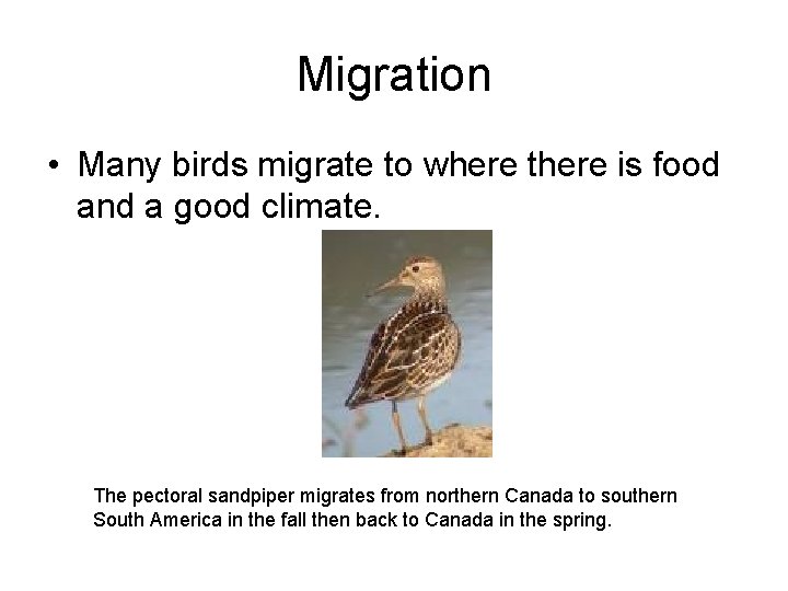 Migration • Many birds migrate to where there is food and a good climate.