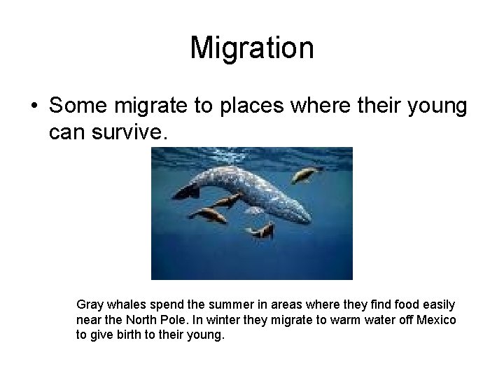 Migration • Some migrate to places where their young can survive. Gray whales spend