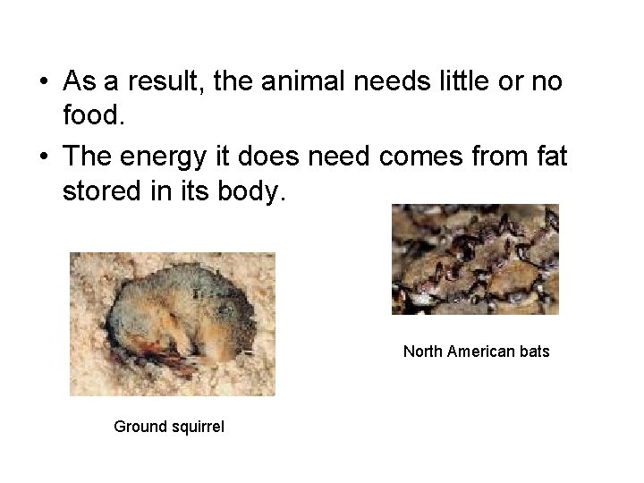  • As a result, the animal needs little or no food. • The