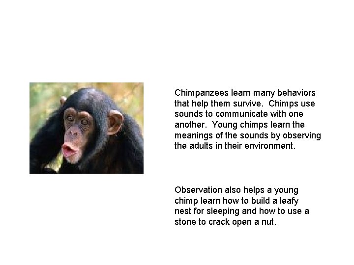 Chimpanzees learn many behaviors that help them survive. Chimps use sounds to communicate with
