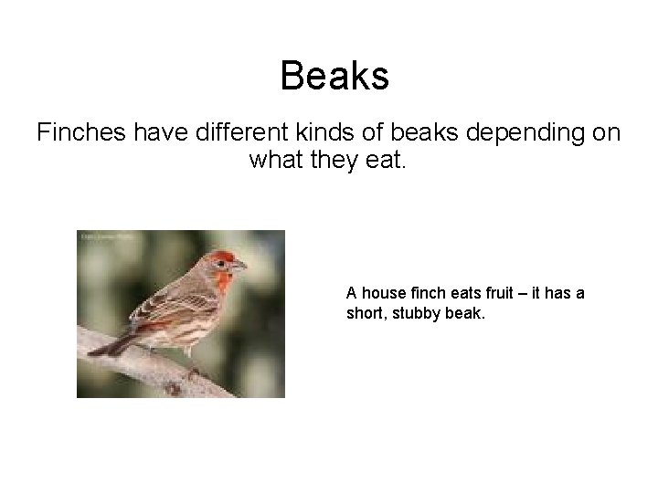 Beaks Finches have different kinds of beaks depending on what they eat. A house