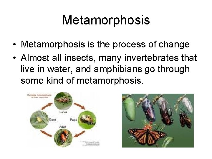 Metamorphosis • Metamorphosis is the process of change • Almost all insects, many invertebrates