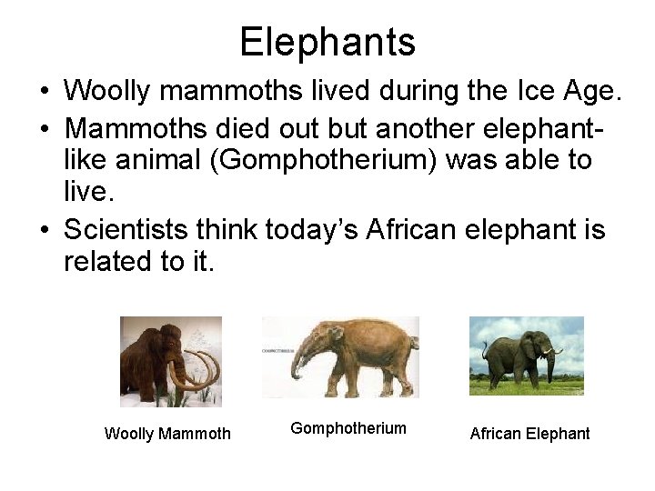 Elephants • Woolly mammoths lived during the Ice Age. • Mammoths died out but