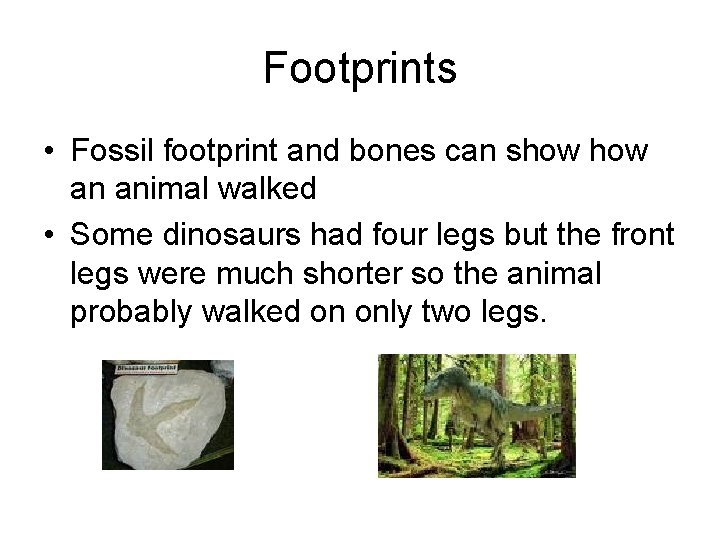 Footprints • Fossil footprint and bones can show an animal walked • Some dinosaurs