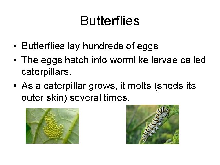 Butterflies • Butterflies lay hundreds of eggs • The eggs hatch into wormlike larvae