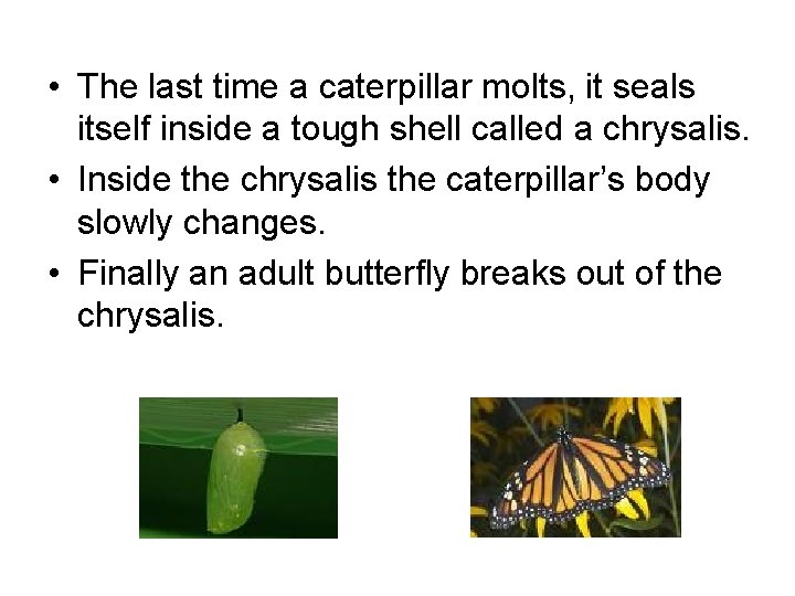  • The last time a caterpillar molts, it seals itself inside a tough