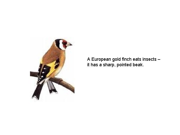 A European gold finch eats insects – it has a sharp, pointed beak. 