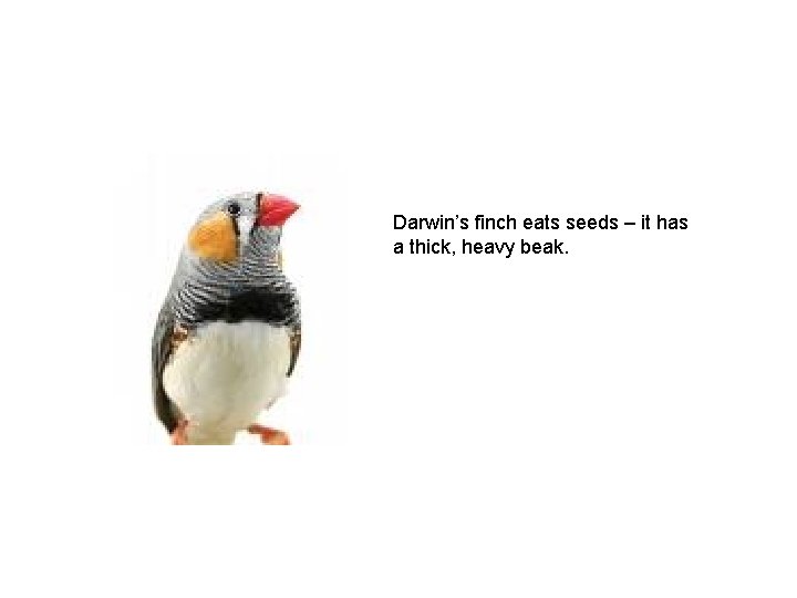 Darwin’s finch eats seeds – it has a thick, heavy beak. 