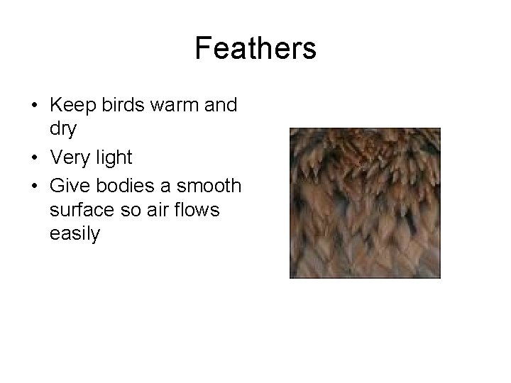 Feathers • Keep birds warm and dry • Very light • Give bodies a